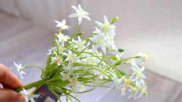 白い星のような花のFIAN/オオアマナ/FL0040-CR