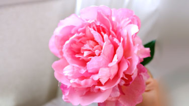 バラ咲きの芍薬のアップ。ピンクの花びらにウエーブがかかり、エレガントで豪華。