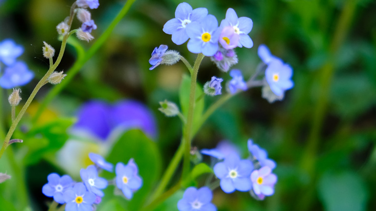 水色の勿忘草。茎の先端に５㎜ほどの小さな青いお花を数輪つけている。
