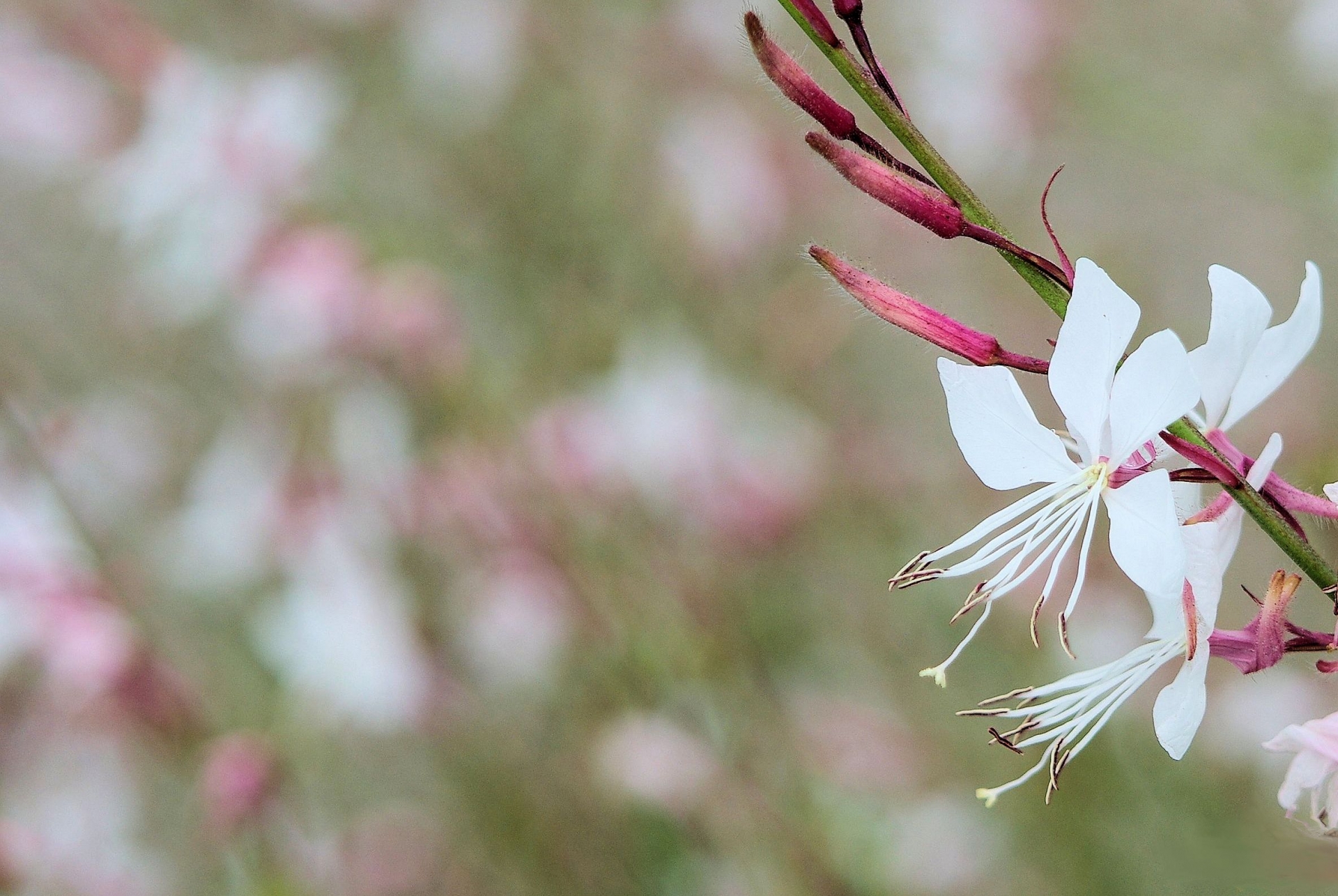 白い蝶のようなお花のガウラ