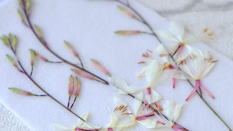 白いすこし透け感のある花びらのガウラの茎付き押し花。